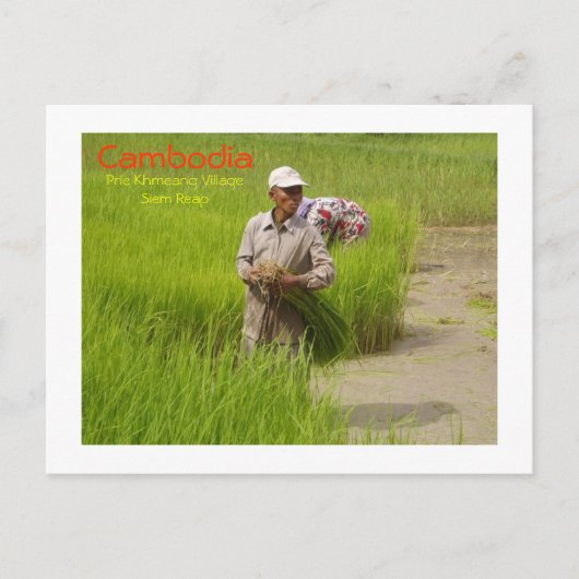 カンボジア田植え ポストカード (正面)