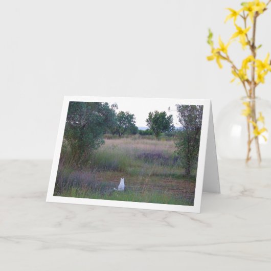 カンポの白い子猫 カード (黄色い花)