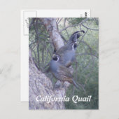 カンムリウズラの郵便はがき ポストカード (正面/裏面)