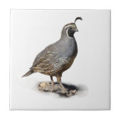 カンムリウズラ タイル (正面)