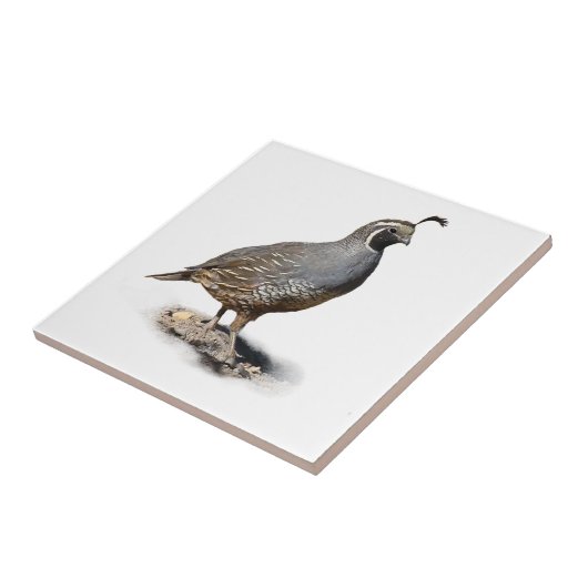 カンムリウズラ タイル (側面)