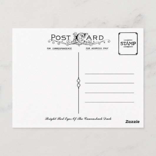カンヴァスバックアヒルの明るい赤い目 ポストカード (裏面)