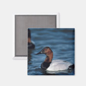 カンヴァーバックドレイク マグネット (正面/裏面)