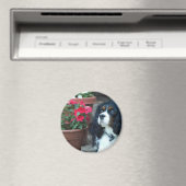 カヴァリアマグネットをモリー マグネット (インサイチュ (食洗機))