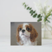 カヴァリエキングチャールズかわいい子犬はがき ポストカード (スタンド正面)