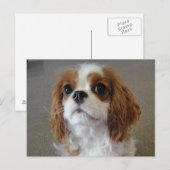 カヴァリエキングチャールズかわいい子犬はがき ポストカード (正面/裏面)