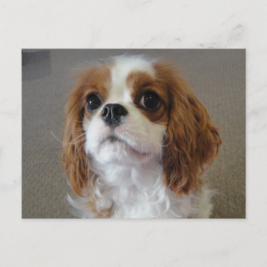 カヴァリエキングチャールズかわいい子犬はがき ポストカード (正面)
