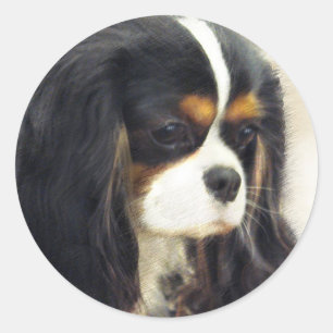 カヴァリエキングチャールズスパニエル犬 ラウンドシール