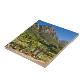 カーステンボスボタニックガーデンズケープタウン タイル (側面)