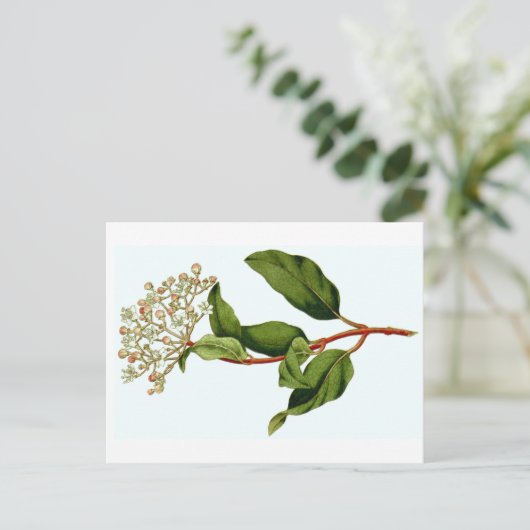 カーティスボタニカルイラストレーション ポストカード (スタンド正面)