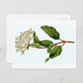 カーティスボタニカルイラストレーション ポストカード (正面/裏面)