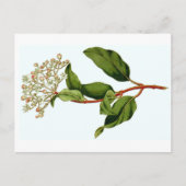 カーティスボタニカルイラストレーション ポストカード (正面)