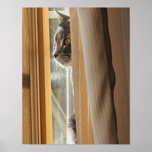 カーテンの後ろの猫のポスター ポスター (正面)