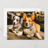 カーディガンとペンブロークポストカード ポストカード (正面/裏面)