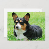 カーディガンウェルシュコーギー ポストカード (正面/裏面)