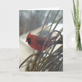 カーディナル カード