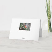 カーディナル サマーポーズ カード (裏面)