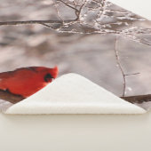 カーディナル シェルパブランケット (3/4)