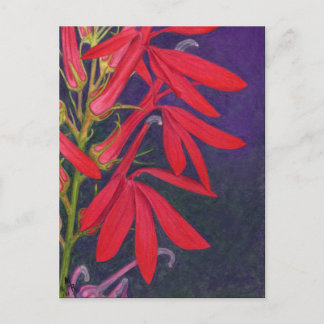 カーディナル・フラワー 花の絵 ポストカード