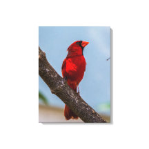 カーディナル 18 x 24 ストレッチ キャンバス プリント