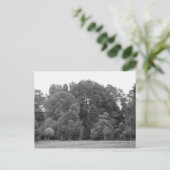 カーディフのビュートパークの木々 - BW ポストカード (スタンド正面)