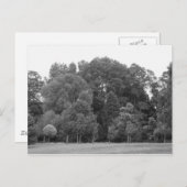 カーディフのビュートパークの木々 - BW ポストカード (正面/裏面)