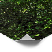 カーディフ・ウェールズ、ビュート・パーク、ブラックワイア・ウッズ ポスター (角)