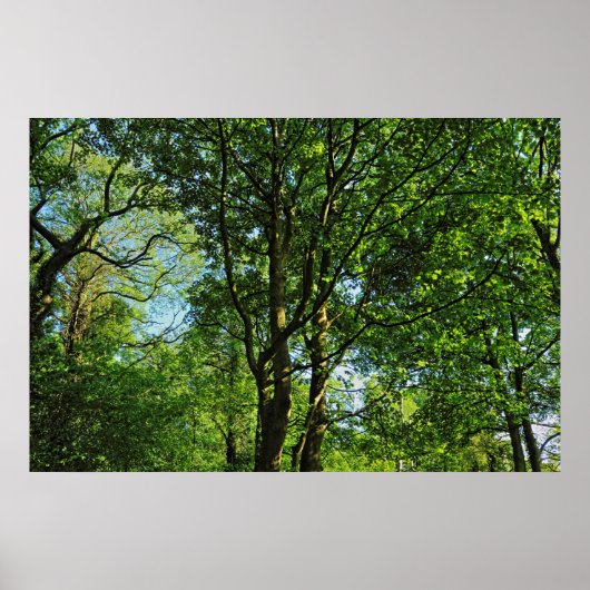 カーディフ・ウェールズ、ビュート・パーク、ブラックワイア・ウッズ ポスター (正面)