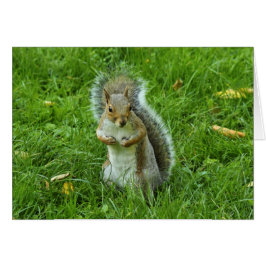 カーディフ・ビュート・パーク・グレー・リス