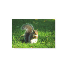 カーディフ・ビュート・パーク・グレー・リス