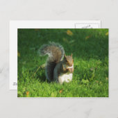 カーディフ・ビュート・パーク・グレー・リス ポストカード (正面/裏面)