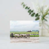 カートバイ描ハンガリーグレーキャットルズ ポストカード (スタンド正面)