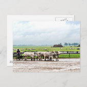 カートバイ描ハンガリーグレーキャットルズ ポストカード (正面/裏面)