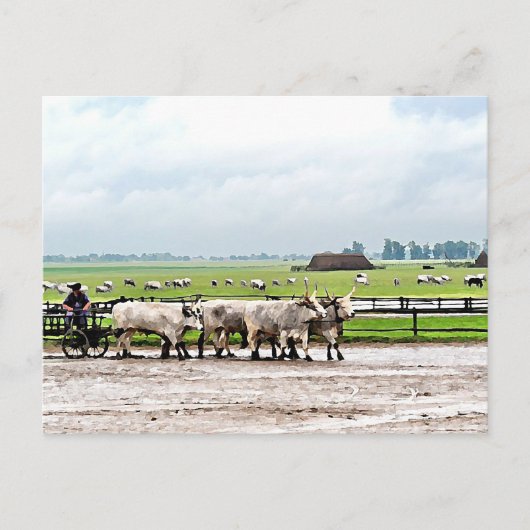 カートバイ描ハンガリーグレーキャットルズ ポストカード (正面)