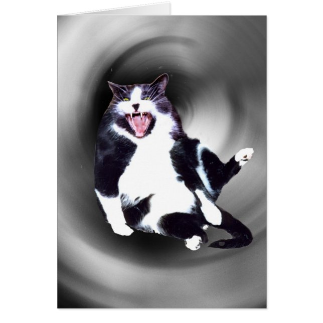 カードで滑っている猫 (正面)