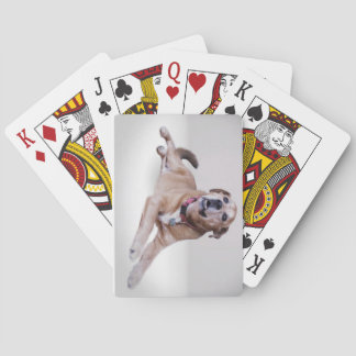 カードのペット遊写真 トランプ