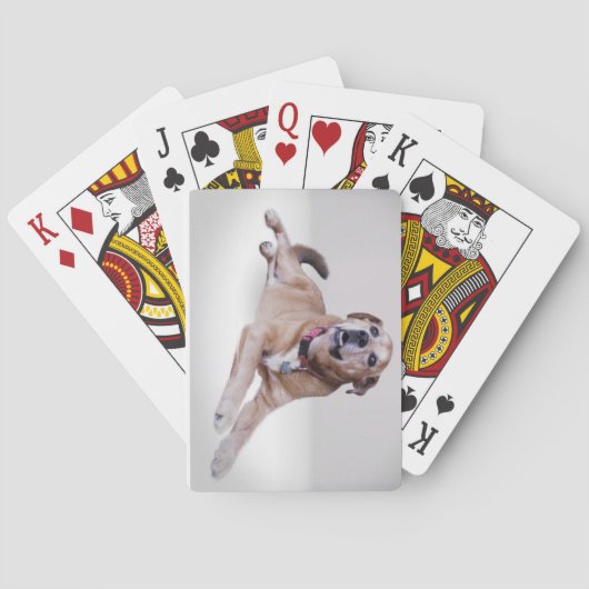 カードのペット遊写真 トランプ (裏面)