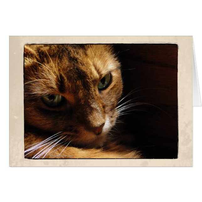 カードの上のソマリ族猫の終わり (正面横)