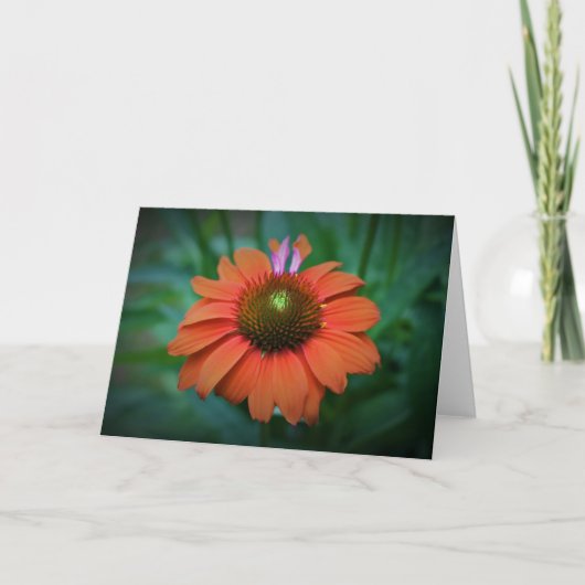 カードのConeflower カード (正面)