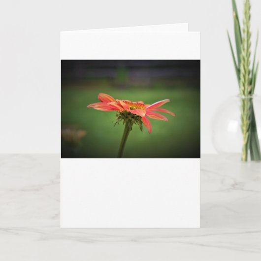カードのConeflower カード (正面)