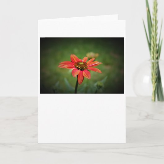 カードのConeflower カード (正面)