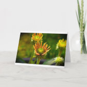 カードのConeflower カード (正面)