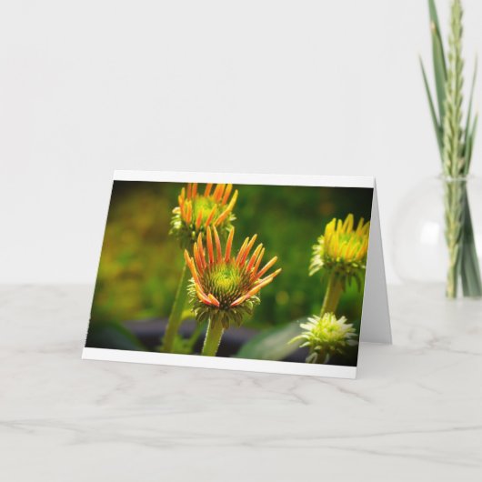 カードのConeflower カード (正面)