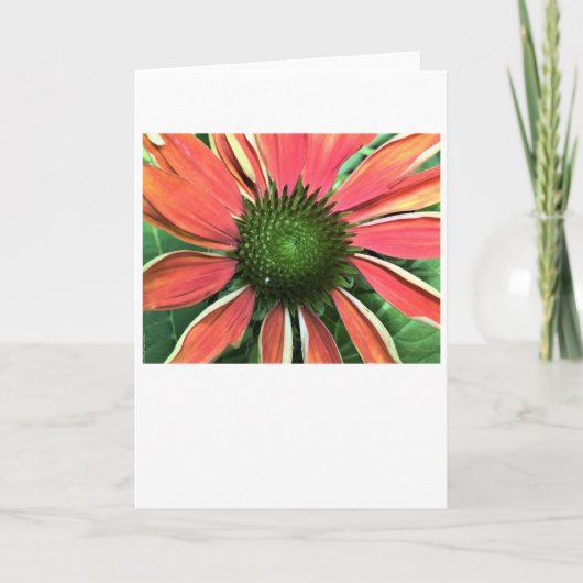 カードのConeflower カード (正面)