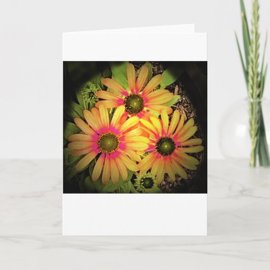 カードのConeflower カード (正面)