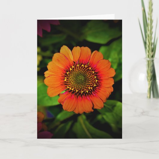 カードのConeflower カード (正面)