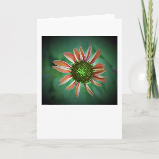 カードのConeflower カード (正面)