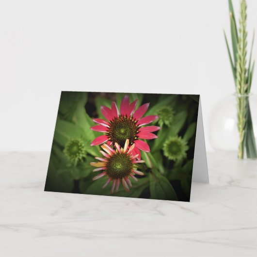 カードのConeflower カード (正面)