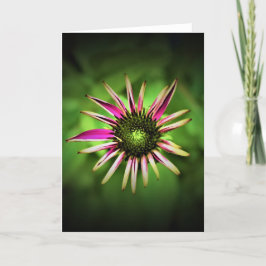 カードのConeflower カード