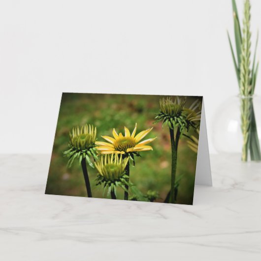 カードのConeflower カード (正面)